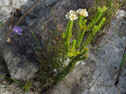 Image of Diosma oppositifolia L.