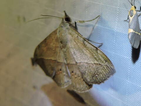 Image of Velvetbean Caterpillar Moth