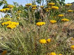 Sivun Achillea aleppica DC. kuva