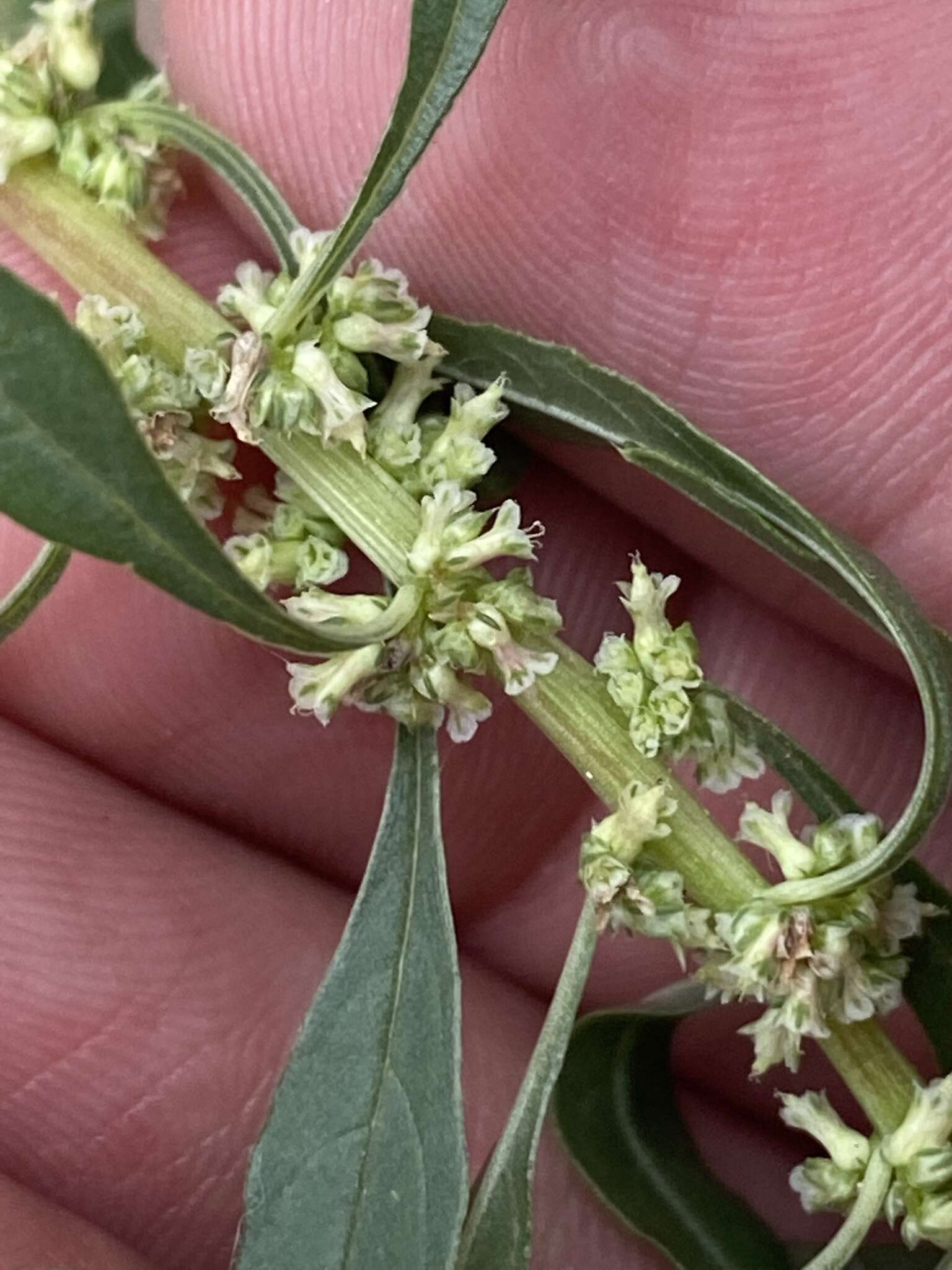 Image of Trans-Pecos Amaranth