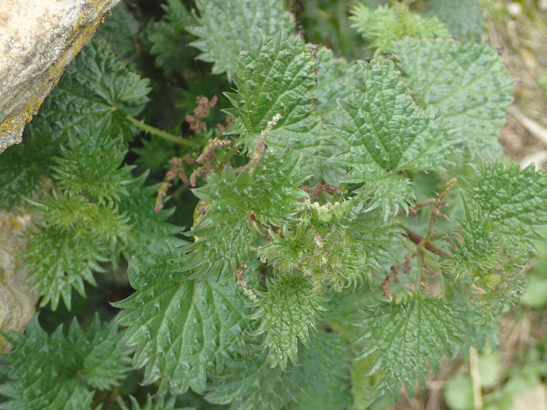 Image de Urtica atrovirens Req. ex Loisel.