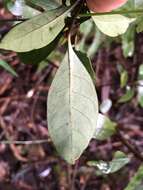 Image of Psychotria simmondsiana F. M. Bailey