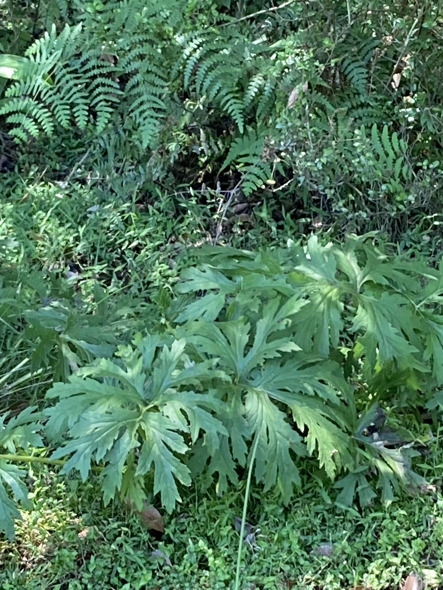 Image of Ligularia japonica (Thunb.) Less.