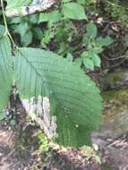 Image of Elm leafminer