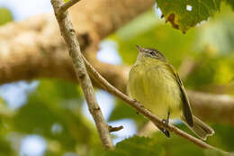 Image of Greenish Tyrannulet