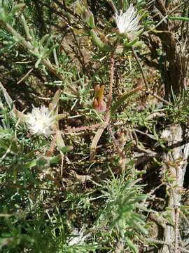 Image of Drosanthemum calycinum (Haw.) Schwant.