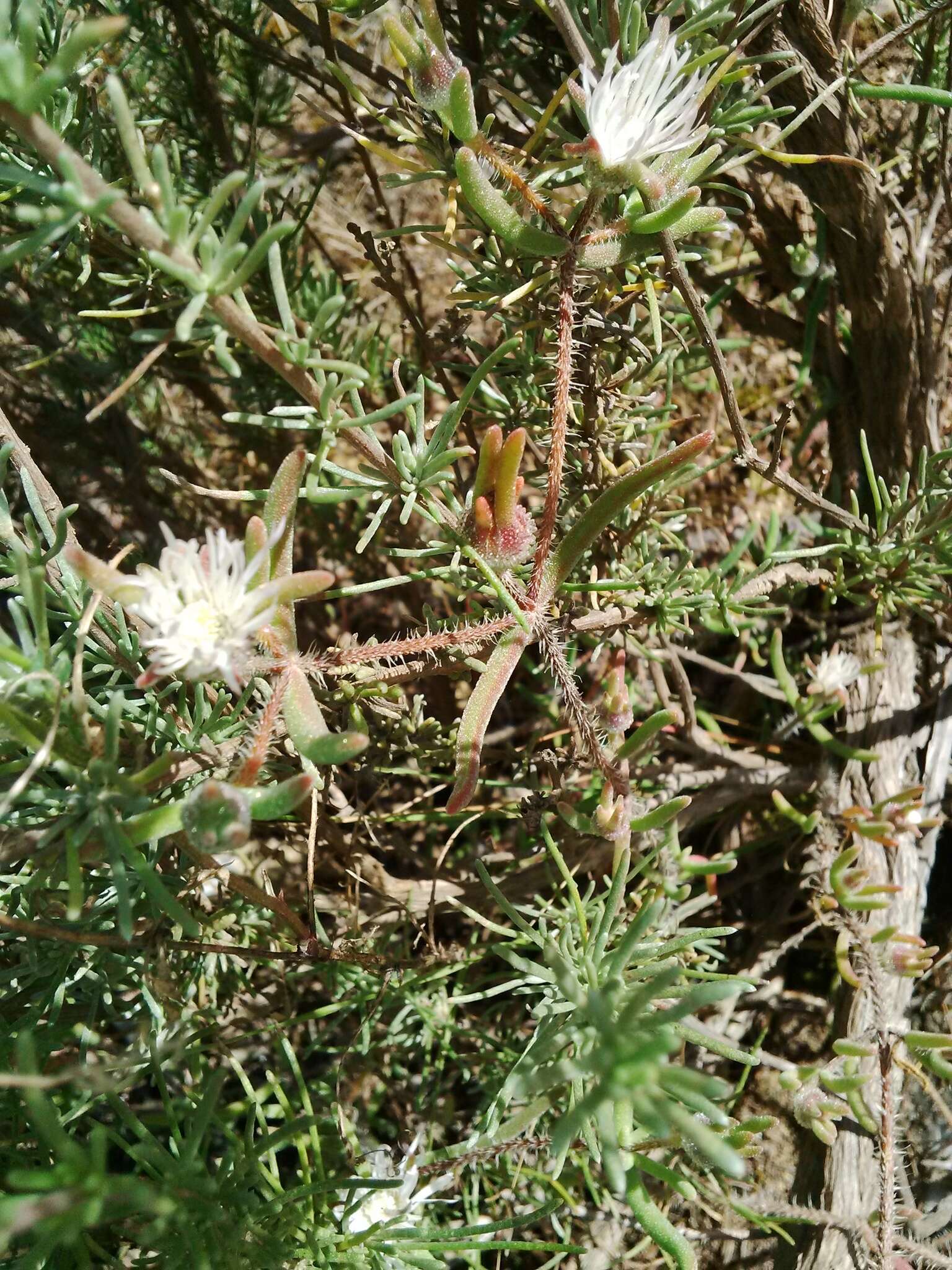 Imagem de Drosanthemum calycinum (Haw.) Schwant.