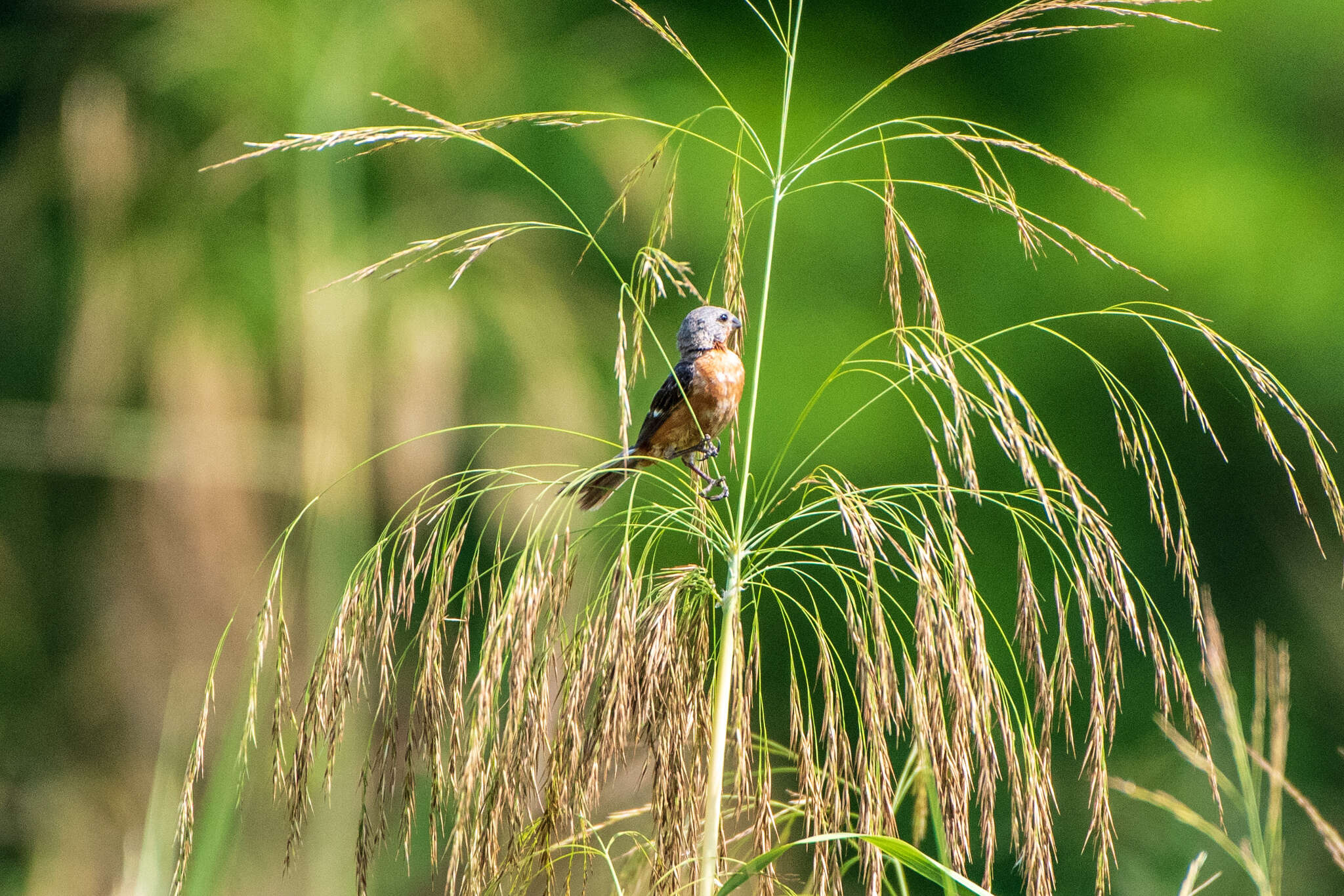 Image of Ruddy-breasted Seedeater