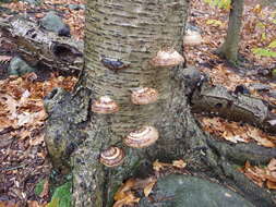 Image de Fomes fomentarius (L.) Fr.