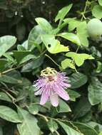 Imagem de Passiflora sprucei Mast.