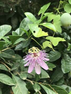 Passiflora sprucei Mast.的圖片