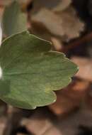 Image of Rue-Anemone