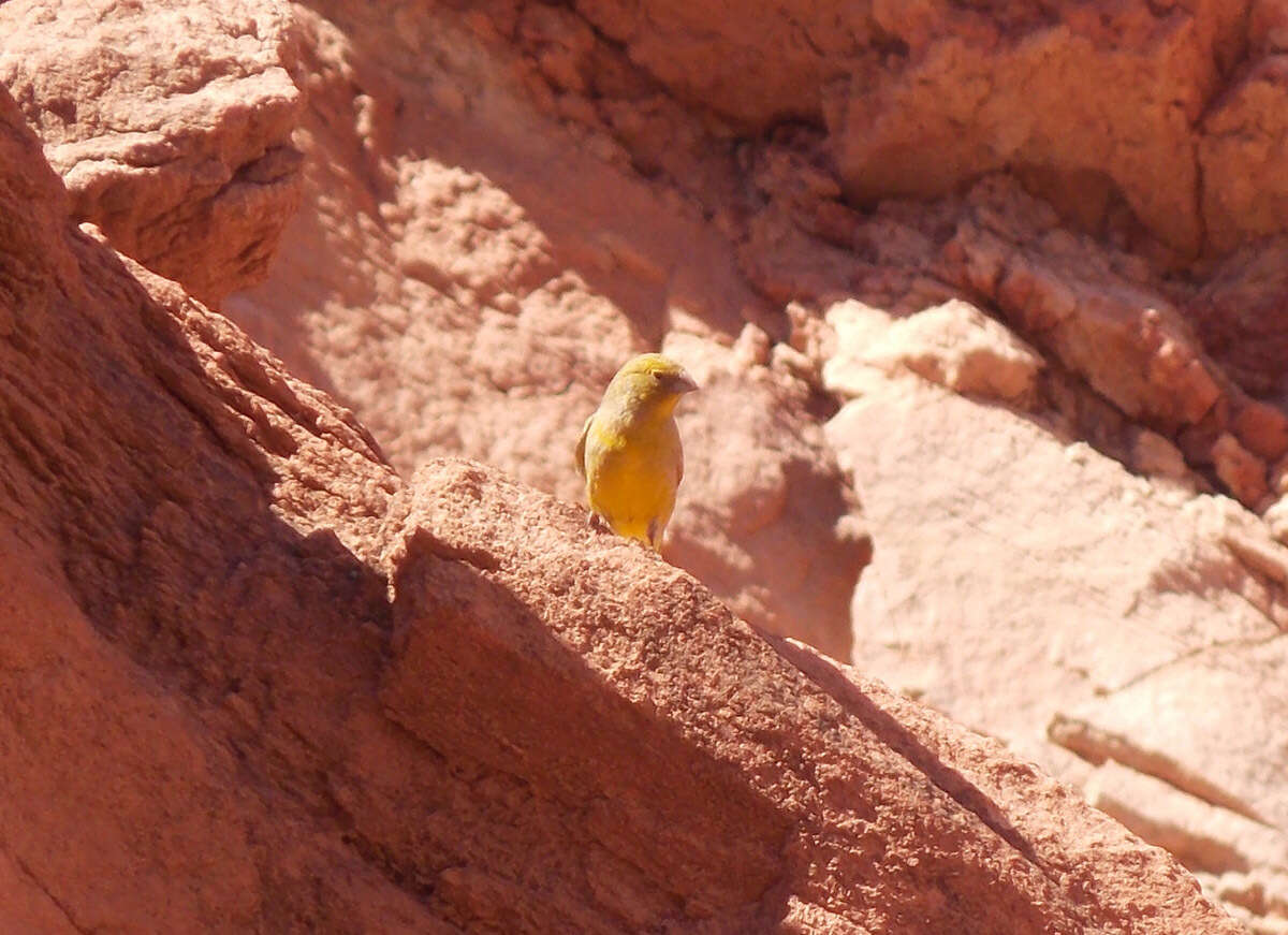 Image of Monte Yellow Finch