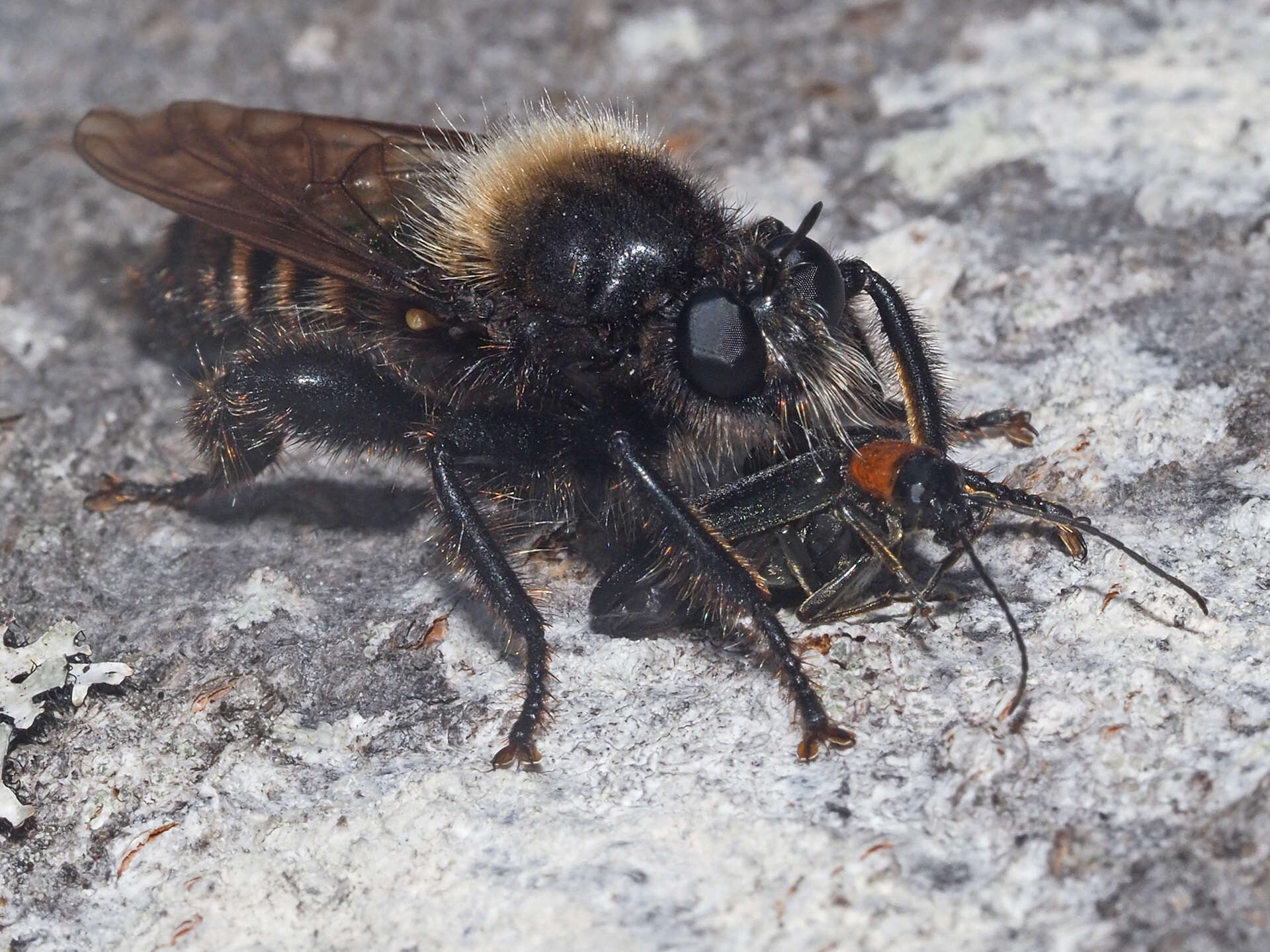 Image of Laphria ephippium (Fabricius 1781)