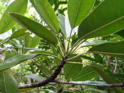 Image of Labourdonnaisia calophylloides Bojer