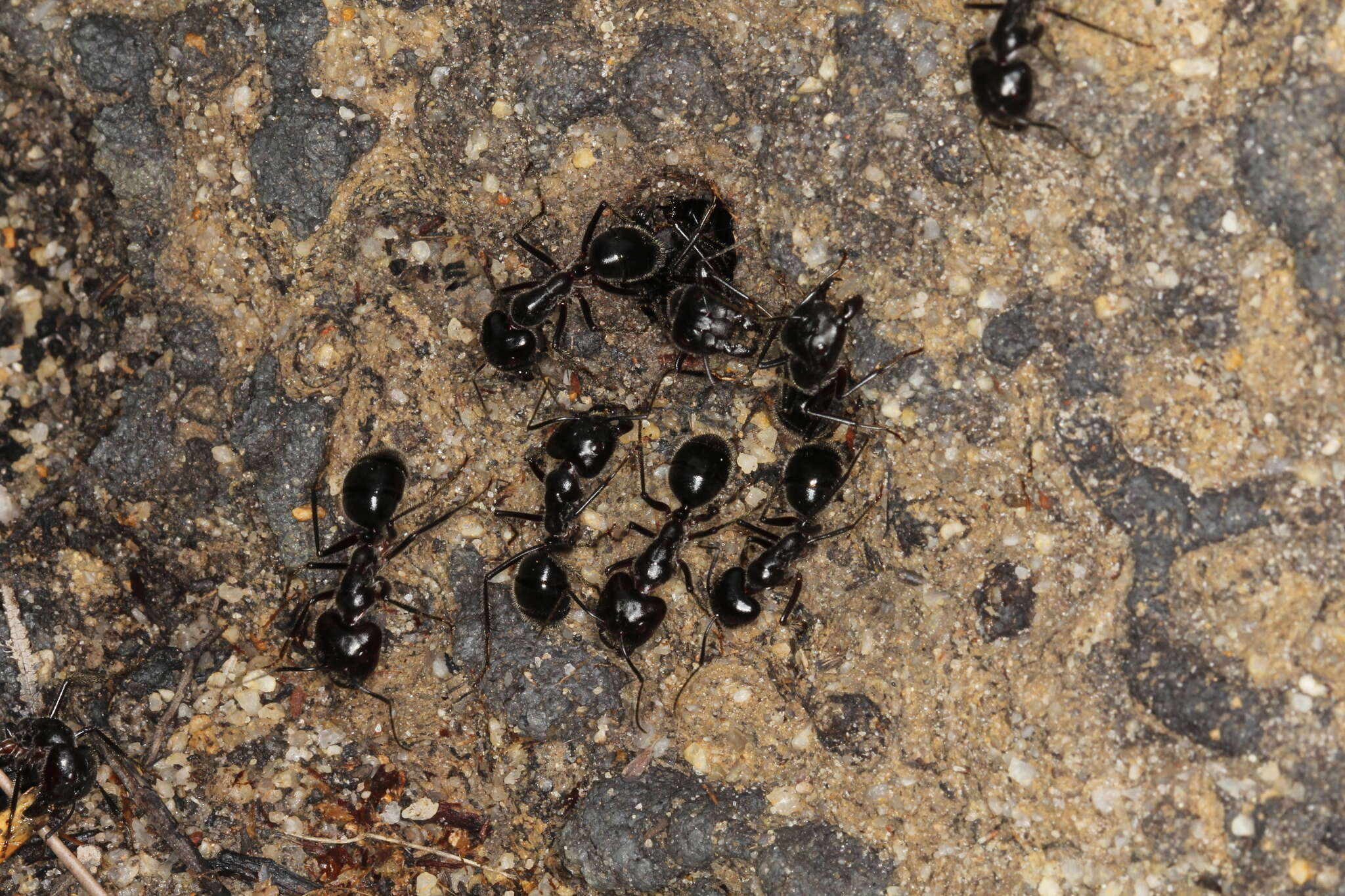 Image of Camponotus molossus Forel 1907