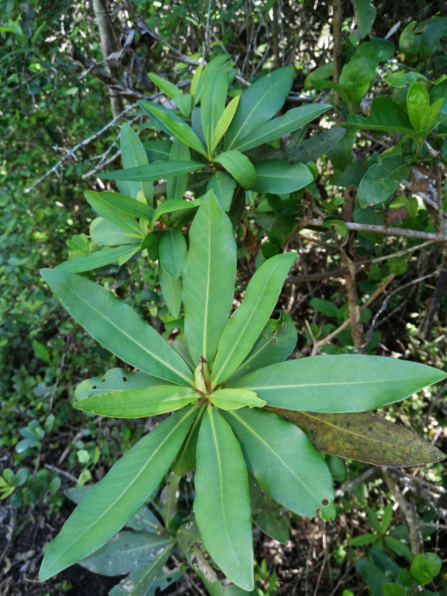 صورة Myrsine melanophloeos (L.) R. Br.