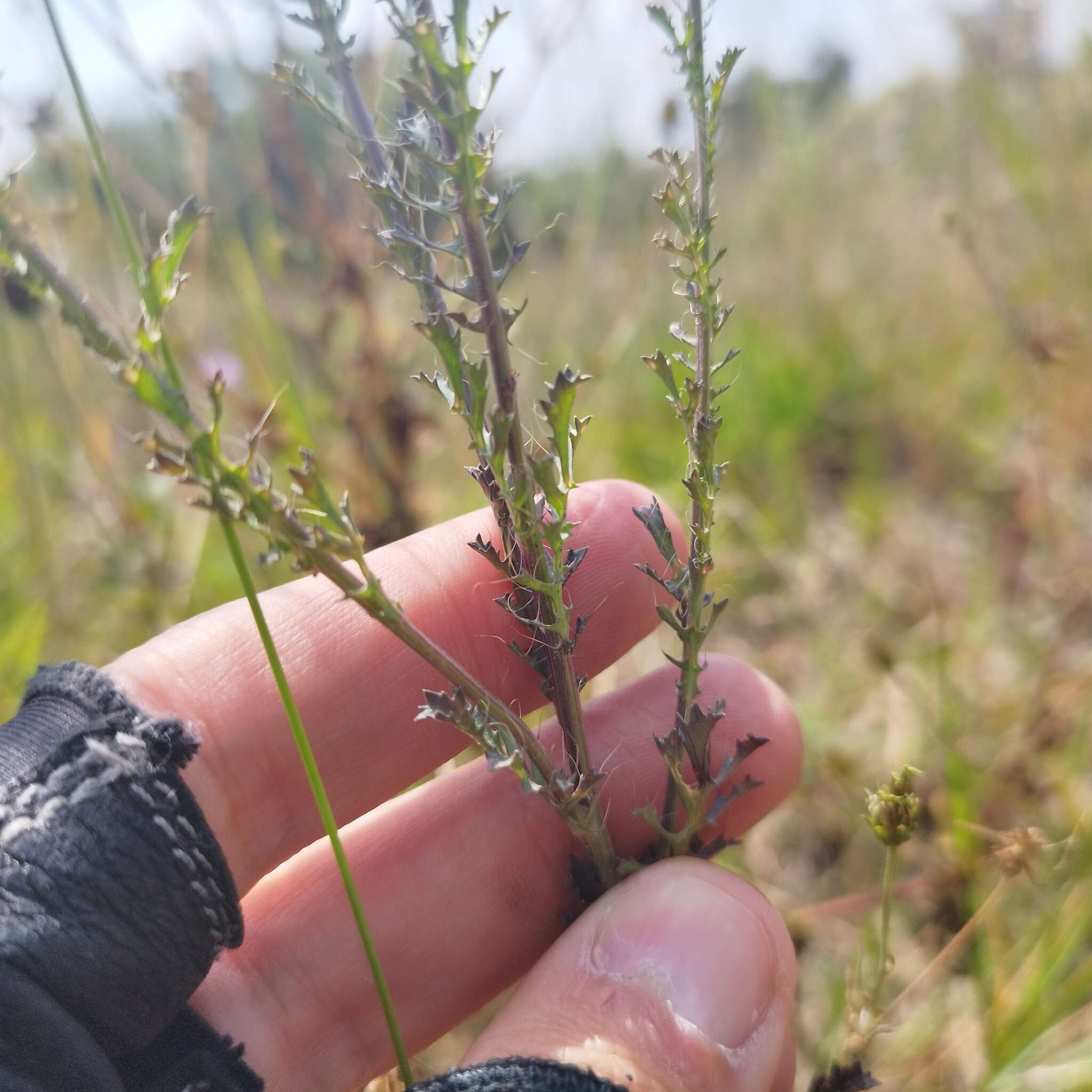 Imagem de <i>Adenophyllum <i>porophyllum</i></i> var. porophyllum