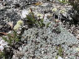 Image of cushion buckwheat