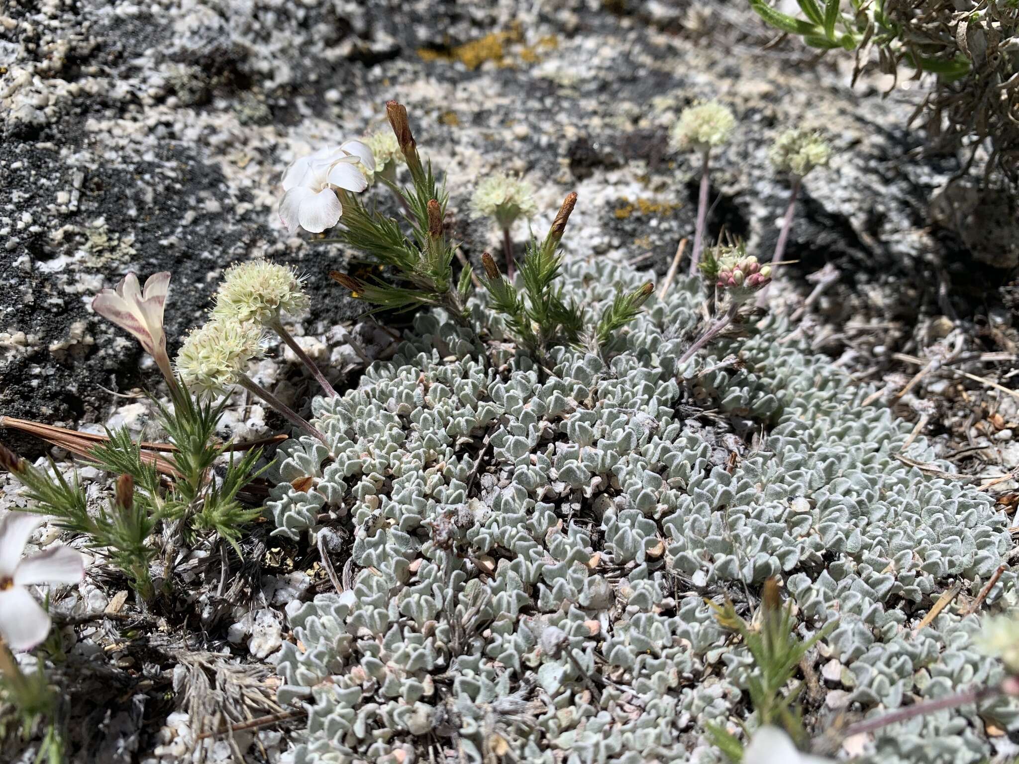 Imagem de Eriogonum ovalifolium var. nivale (Canby ex Coville) M. E. Jones