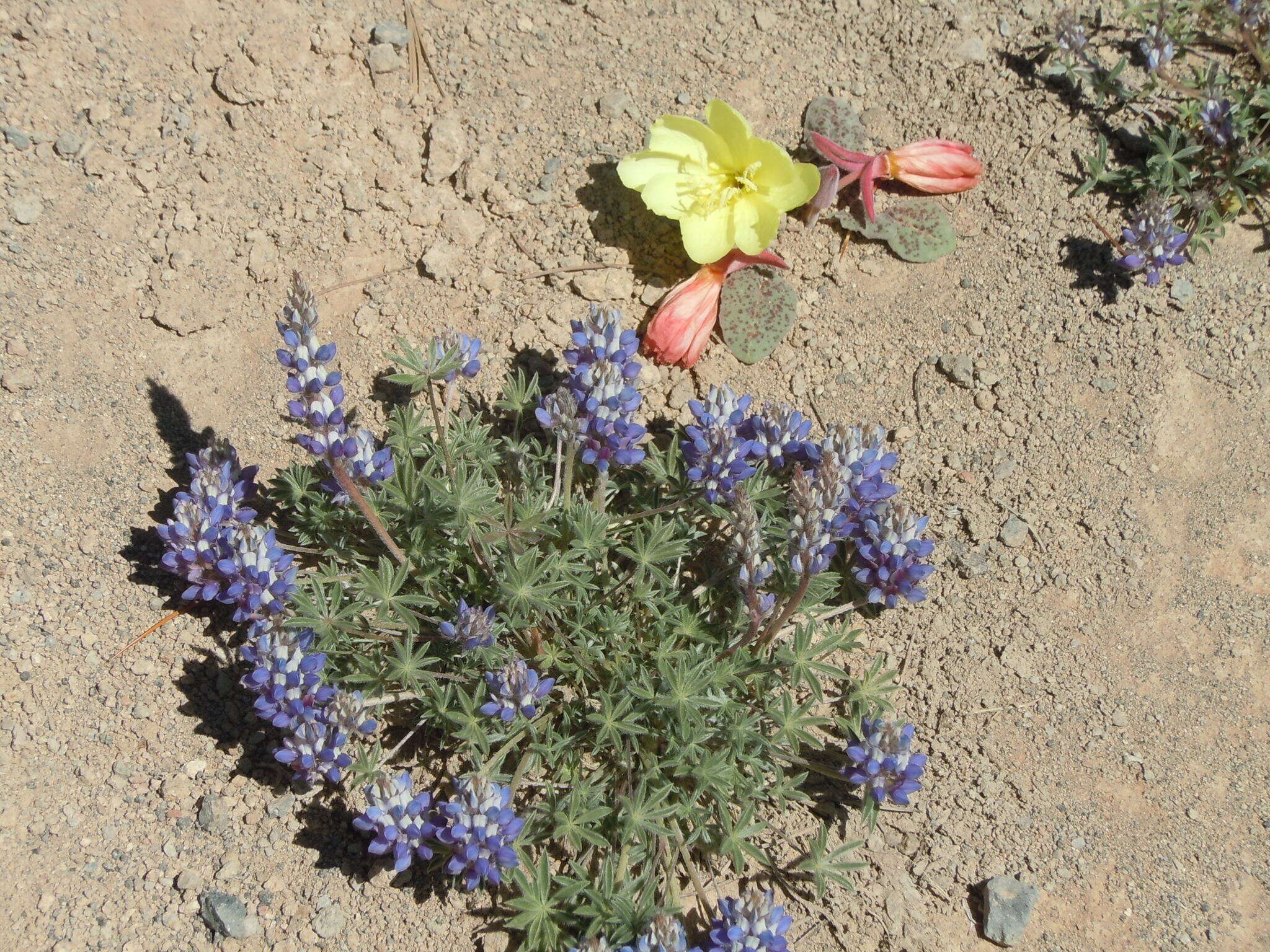 Image de Lupinus breweri A. Gray