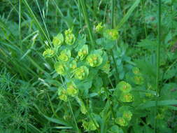 Sivun Euphorbia esula subsp. esula kuva