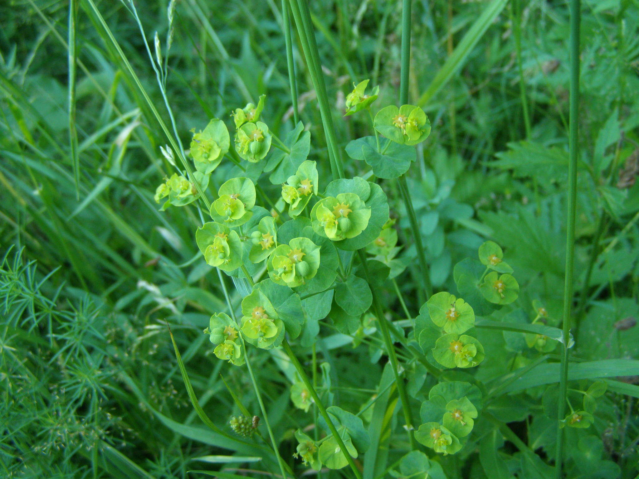 Image of leafy spurge