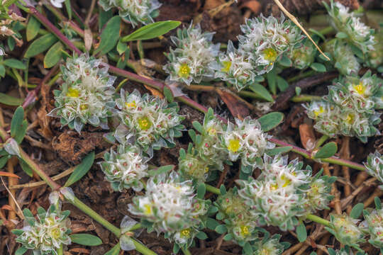 Image of Paronychia argentea Lam.