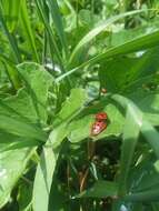 Image of Argus Tortoise Beetle