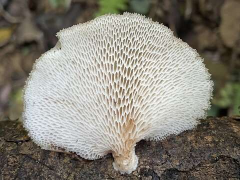 Image de Echinochaete maximipora Sotome & T. Hatt. 2009