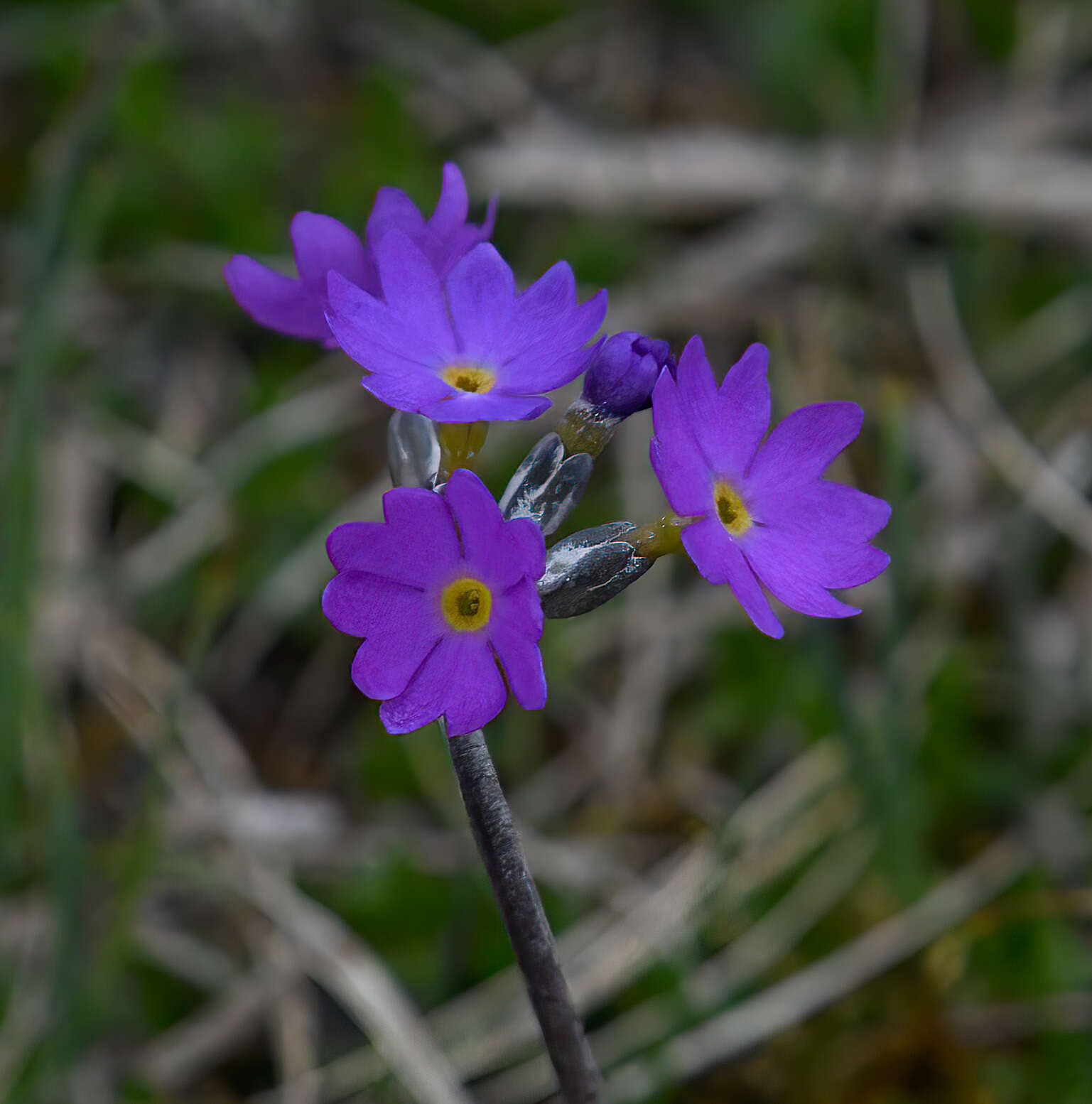 Plancia ëd Primula scandinavica Brunn.