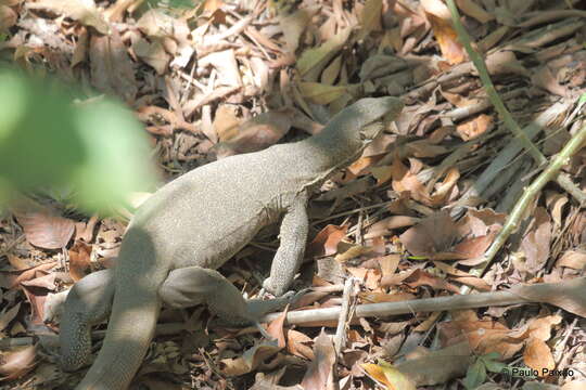 Image of Bengal Monitor Lizard