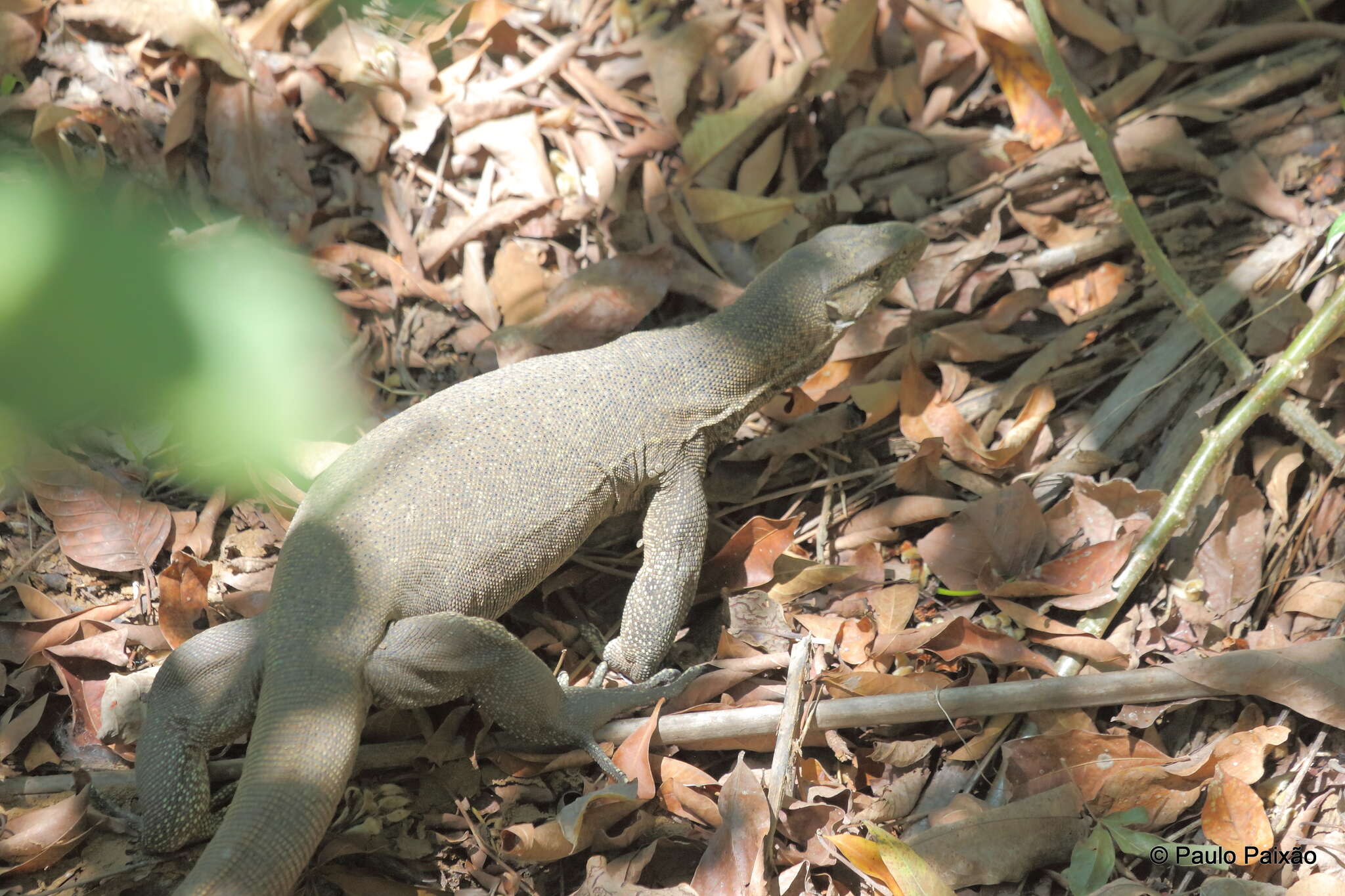 Image of Bengal Monitor Lizard