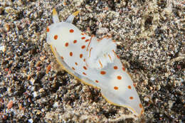 Image of Red spotted transluscent slug