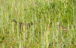 Image de Francolin noir