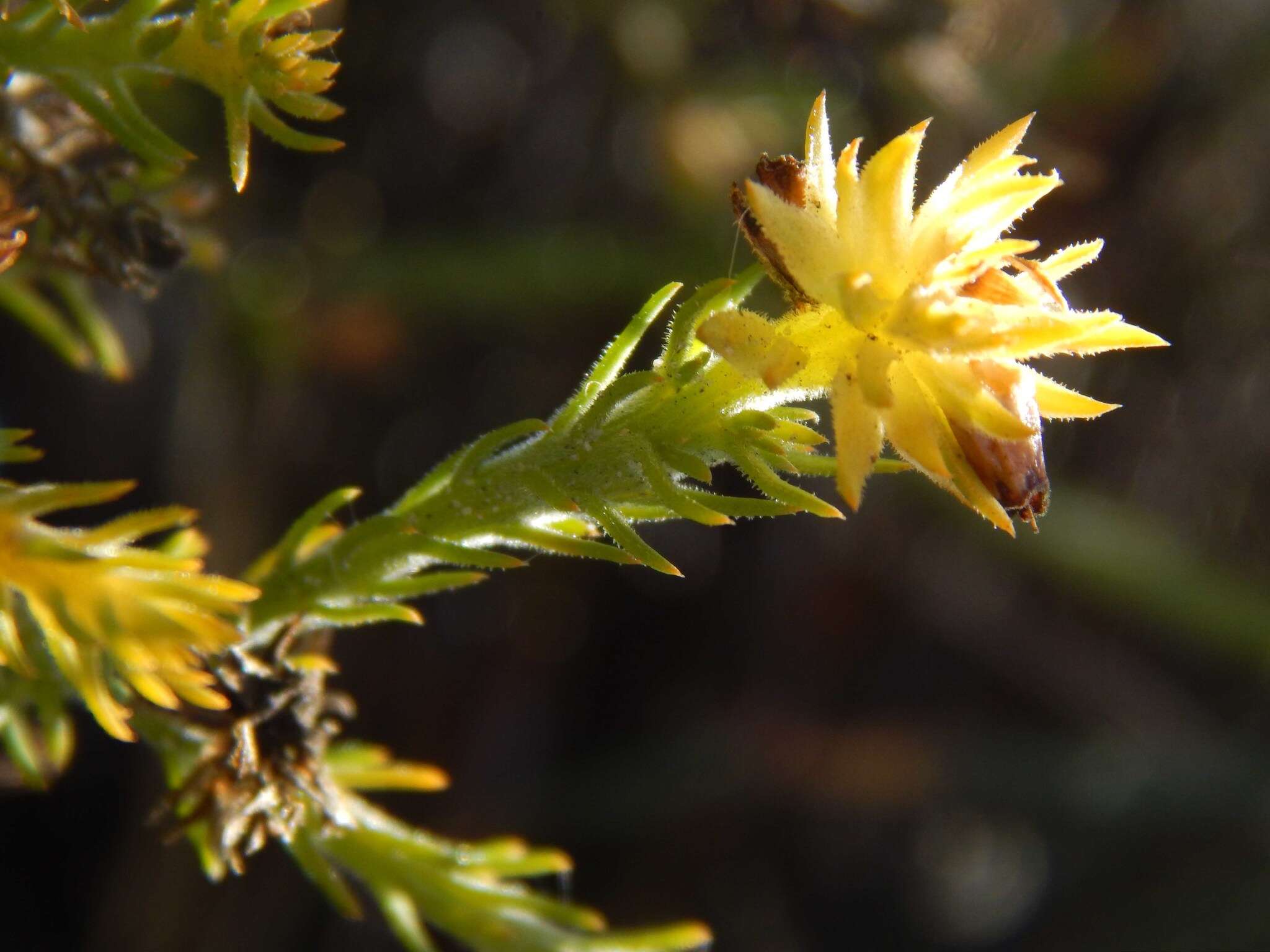 Image of Thesium pubescens A. DC.