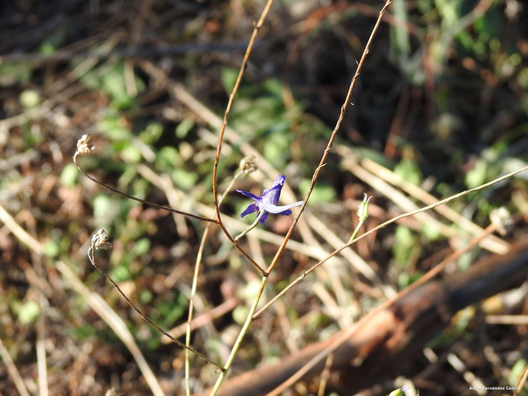 Image of Delphinium gracile DC.