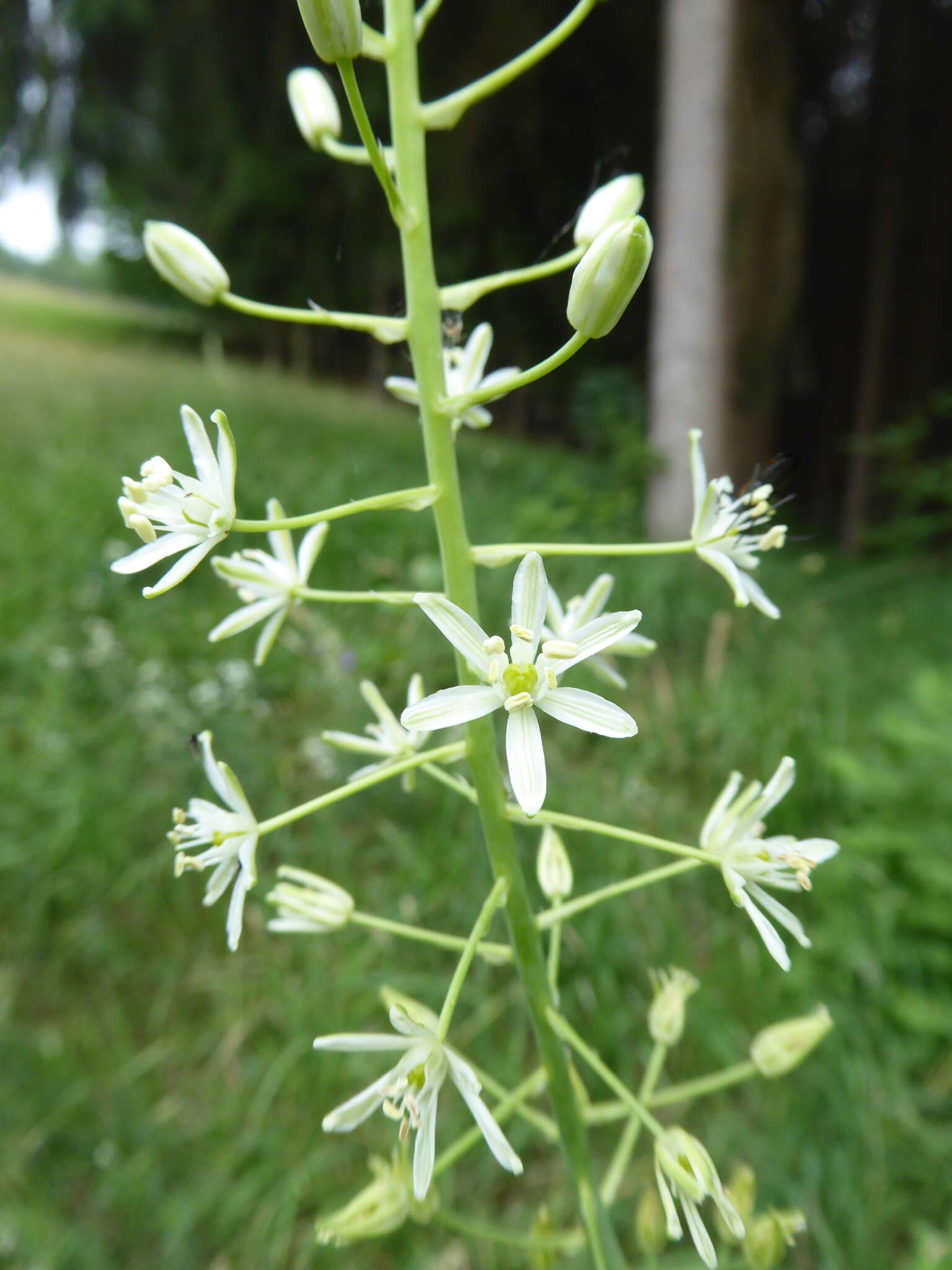 Image of Ornithogalum sphaerocarpum A. Kern.