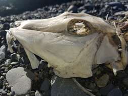 Image of Bluefin Gurnard