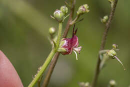 Imagem de Scrophularia lucida L.