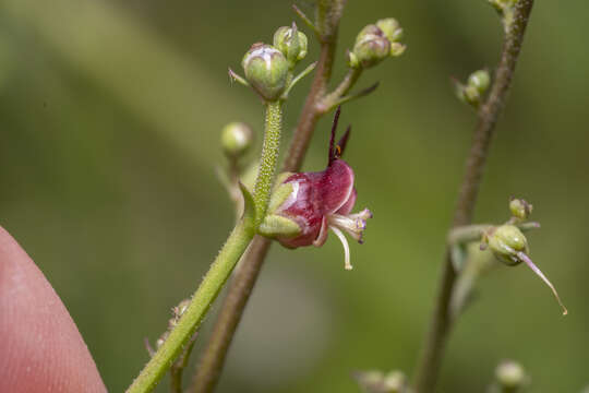 Imagem de Scrophularia lucida L.