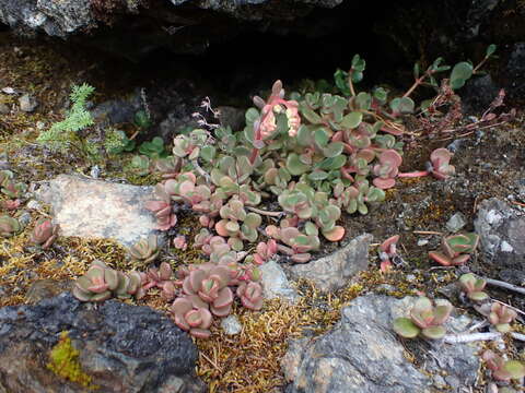 Image of Sedum patens