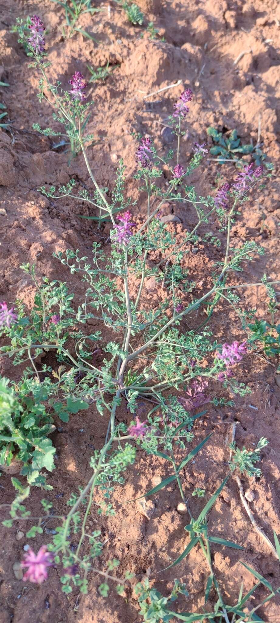 Image of drug fumitory