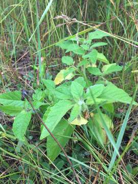 Image de Physalis heterophylla Nees