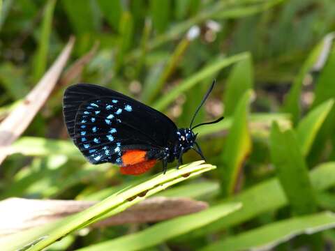 Слика од Eumaeus atala (Poey 1832)