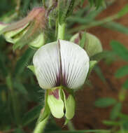 Image of Crotalaria burkeana Benth.