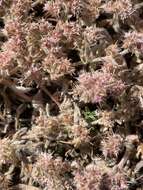 Chorizanthe eastwoodiae resmi