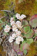 Plancia ëd Micranthes eriophora (S. Wats.) Small