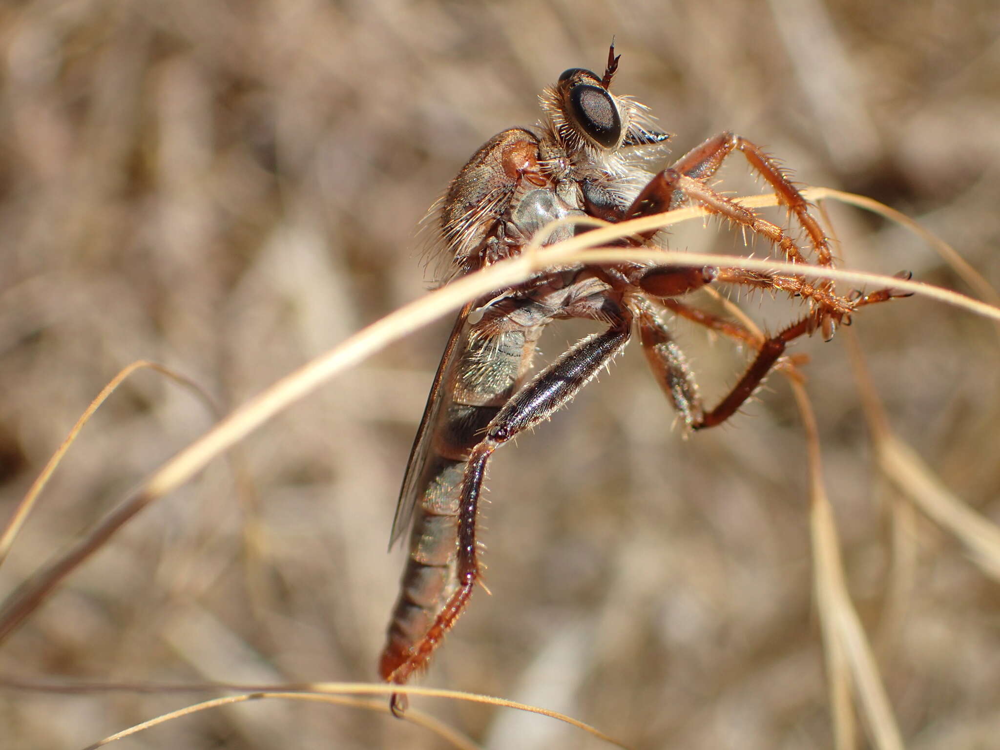 Image of Scleropogon