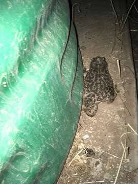 Image of Concepcion Toad